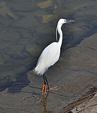 Kleine Zilverreiger: Uiterlijke kenmerken, Leefwijze, Voorkomen