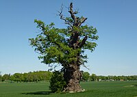 Ekebyhovs oak (2012)