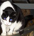 Around the shed, looking; eyes are blue due to some optical effect