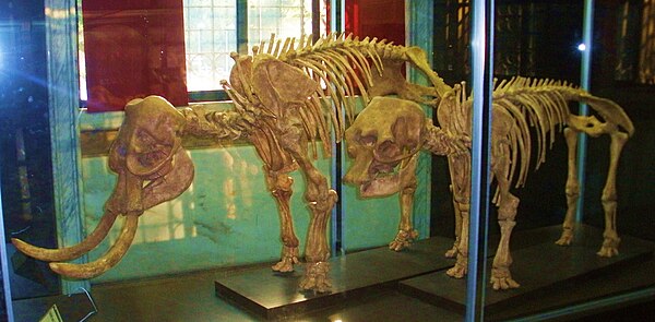 Skeletons of the extinct Palaeoloxodon falconeri, native to Sicily and Malta, it is one of the smallest known species of dwarf elephant. Adult males m