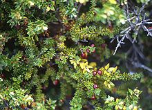 Empetrum rubrum, растения с ягодами