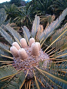 Encephalartos friderici-guilielmi KirstenboshBotGard09292010M.JPG