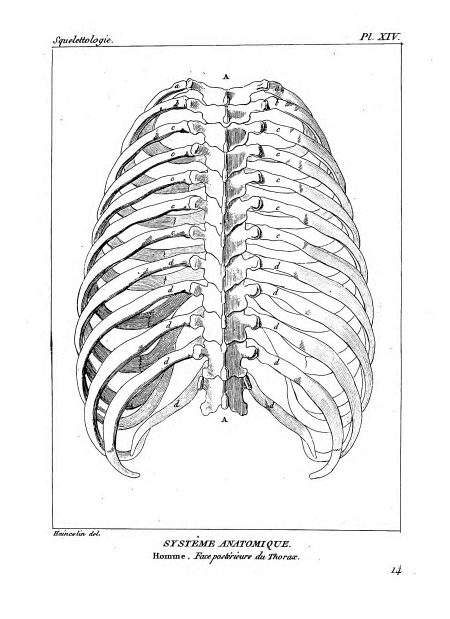 Encyclopédie méthodique - Systeme Anatomique, Pl14.png