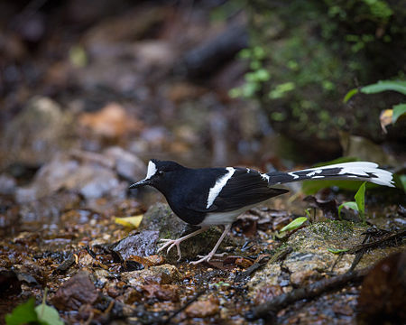 Cegar belukar (burung)