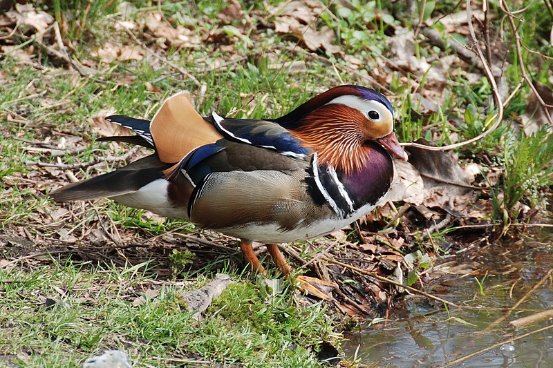 File:Enjoying sunshine in spring at pond at Warnsborn Schaarsbergen - panoramio.jpg