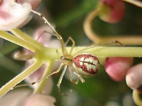 Beschrijving van Enoplognatha ovata 01.JPG-afbeelding.