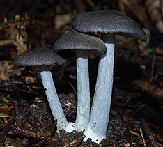 Entoloma haastii 38059.jpg