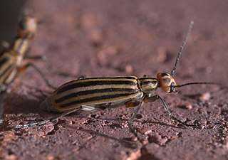 <i>Epicauta occidentalis</i> Species of beetle