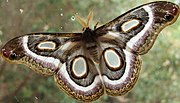 Thumbnail for Epiphora mythimnia