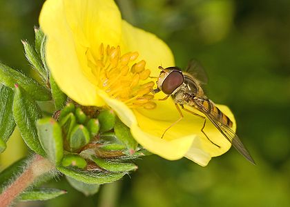 Episyrphus balteatus (Marmalade Hoverfly)