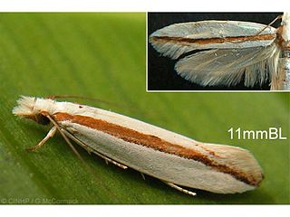 <i>Erechthias psammaula</i> Species of moth