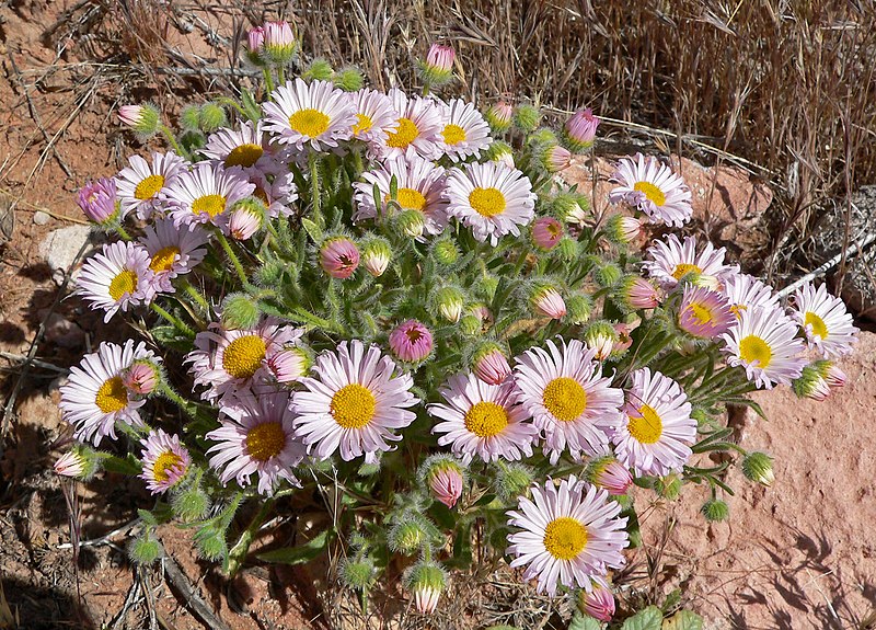 File:Erigeron concinnus 1.jpg