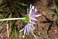 Erigeron peregrinus