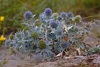 Eryngium maritimum