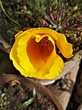 Миниатюра для Файл:Eschscholzia californica 095332.jpg