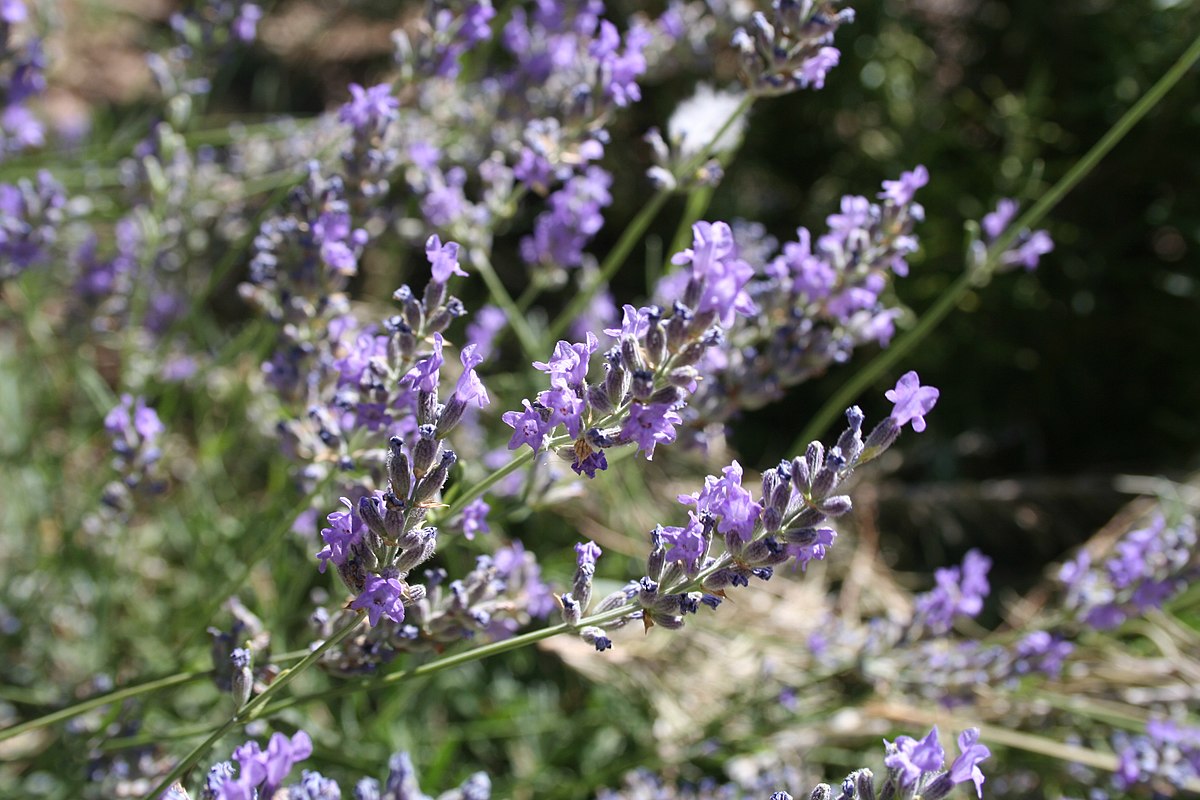 Lavandula angustifolia — Wikipédia