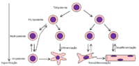 Miniatura para Desdiferenciação celular
