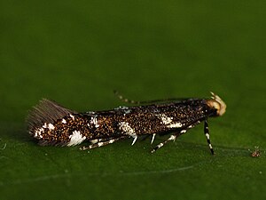 Eteobalea anonymella (39001645290) .jpg