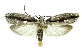 Ethmia nigritaenia