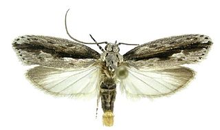 <i>Ethmia nigritaenia</i> species of insect