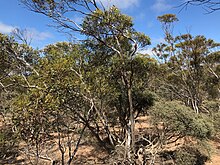Eucalyptus depauperata.jpg
