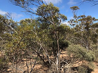 <i>Eucalyptus depauperata</i> Species of eucalyptus