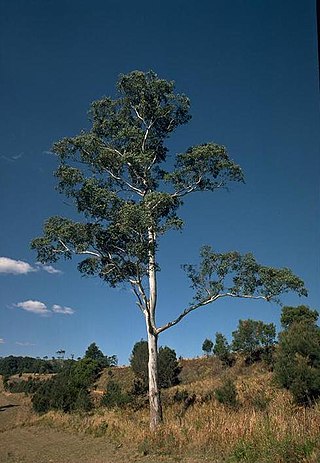 <i>Eucalyptus dorrigoensis</i> Species of eucalyptus