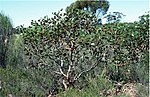 Thumbnail for Eucalyptus grossa