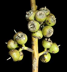 Eucalyptus petrensis - Flickr - Кевин Тиле.jpg