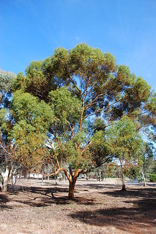 <i>Eucalyptus salubris</i> Species of grass