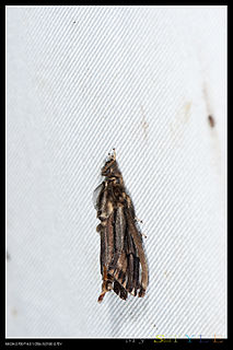 <i>Eumeta</i> Genus of moths