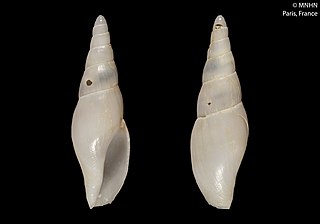 <i>Eumitra caledonica</i> Species of gastropod