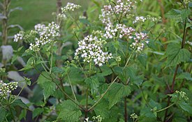 Eupatorium rugosum flores.JPG