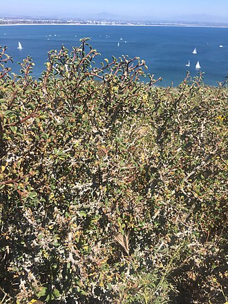 Euphorbia misera growing at Cabrillo National Monument with the San Diego Bay in the background Euphorbia misera 36415411.jpg