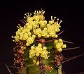 Euphorbia perangusta