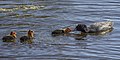 * Nomination Eurasian coot (Fulica atra) with chicks --Charlesjsharp 09:52, 16 May 2022 (UTC) * Promotion  Support Good quality. --Zinnmann 11:01, 21 May 2022 (UTC)