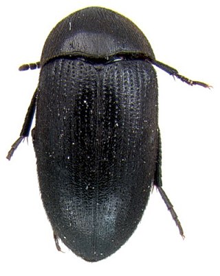 <i>Eustrophopsis confinis</i> Species of beetle