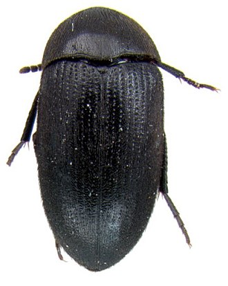 Eustrophopsis confinis Eustrophopsis confinis dorsal.jpg