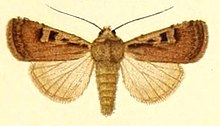 Euxoa basigramma f.jpg