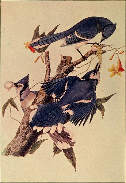 File:Everyday birds; (1901) (14568852467).jpg