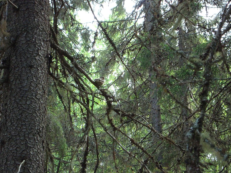 File:Fågel i barrträd.jpg