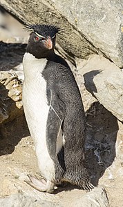 FAL-2016-New Island, Falkland Islands-Rockhopper penguin (Eudyptes chrysocome) 05.jpg