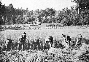 Farmers of forty centuries - Japanese farmers harvesting rice with sickles.jpg