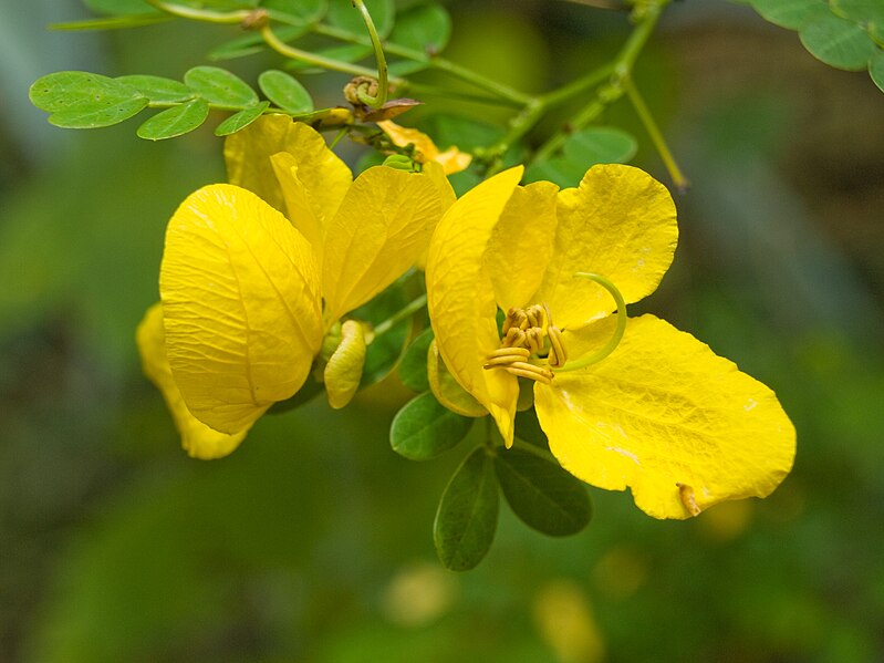 File:Fata Morgana Senna pallida.jpg