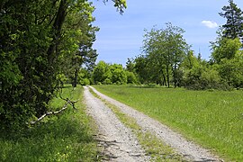 inFeldweg im Naturschutzgebiet Gebersack (Mai 2016)