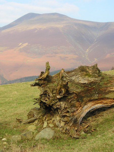 File:Felled tree with Skiddaw in the distance - geograph.org.uk - 135817.jpg