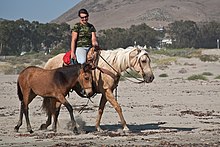 Female equestrian riding her beautiful horse with her new pony aside her.jpg