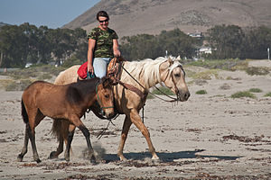 300px Female equestrian riding her beautiful horse with her new pony aside her