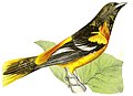 Golden Oriole Rural Hours (1851)