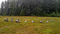 Fernworthy stone circle in Fernworthy Forest, Dartmoor.